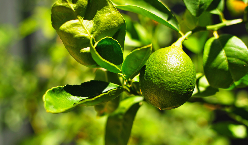 Citrus Trees