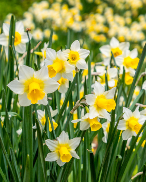 daffodils