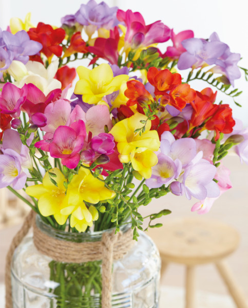 freesia