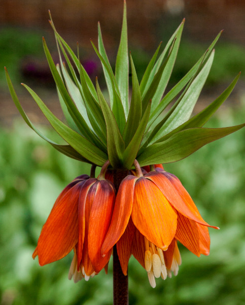 fritillaria