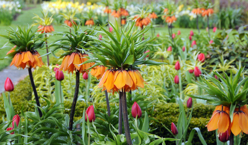 fritillaria