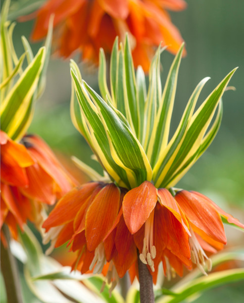 fritillaria