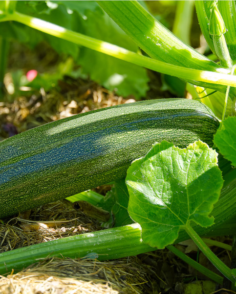 courgette