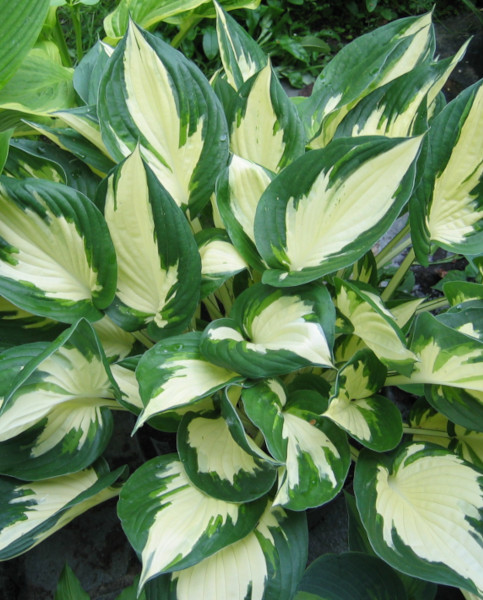 hostas
