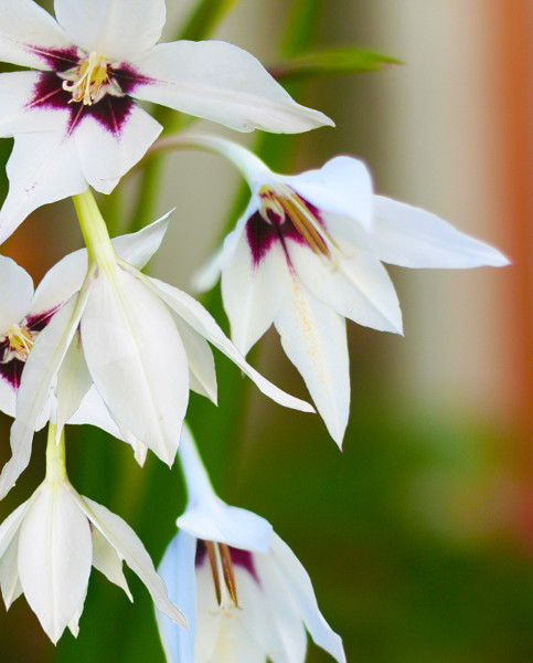 acidanthera