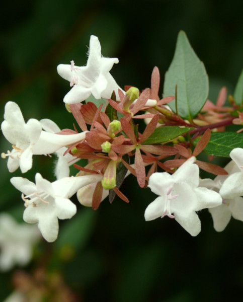 Abelia grandiflora Lucky Lots