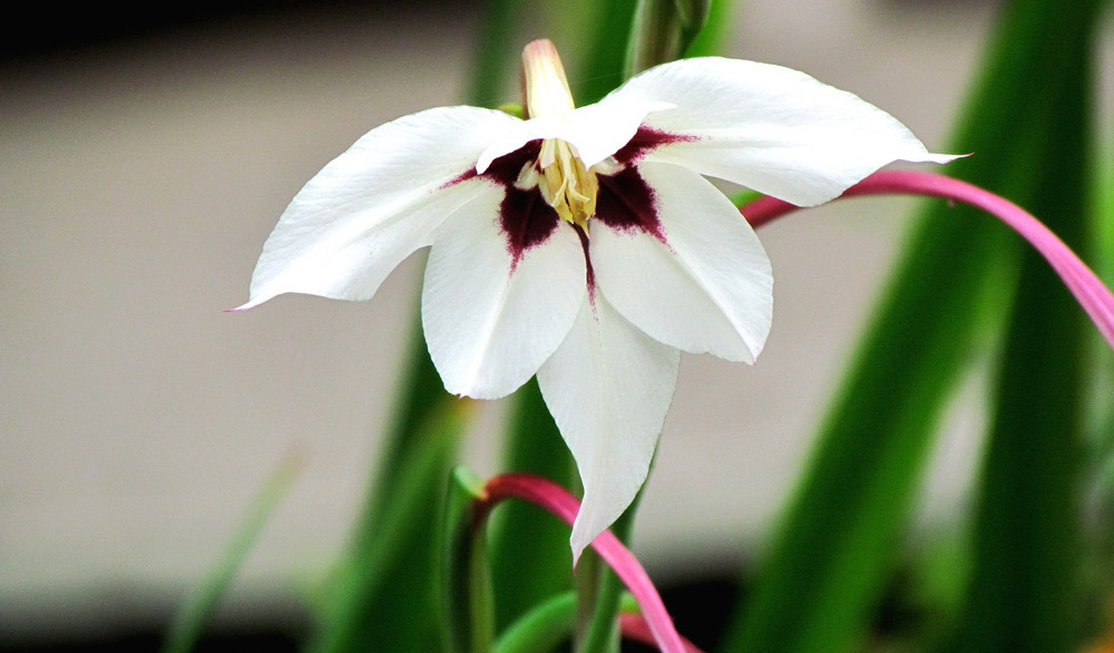 acidanthera