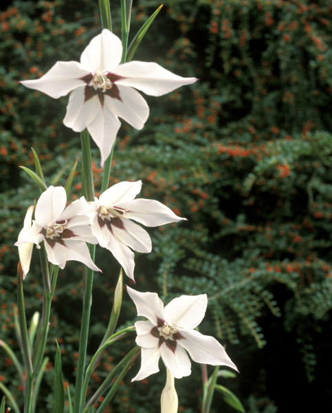 acidanthera