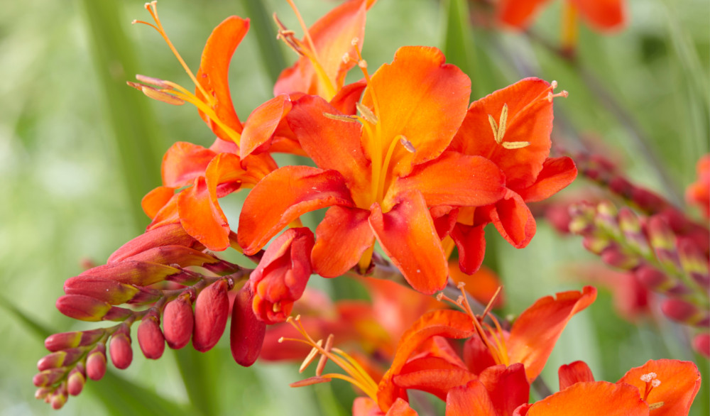 crocosmia