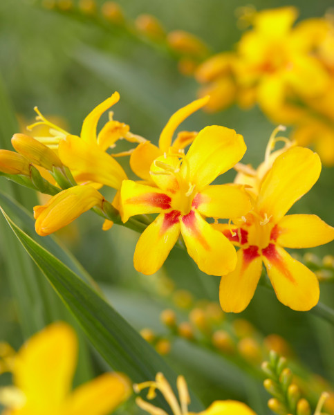 crocosmia