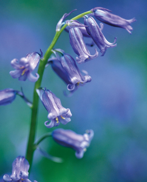 Hyacinthoides