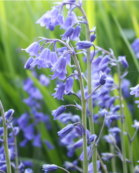 Hyacinthoides