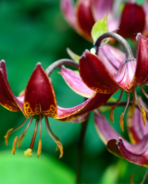 lilium