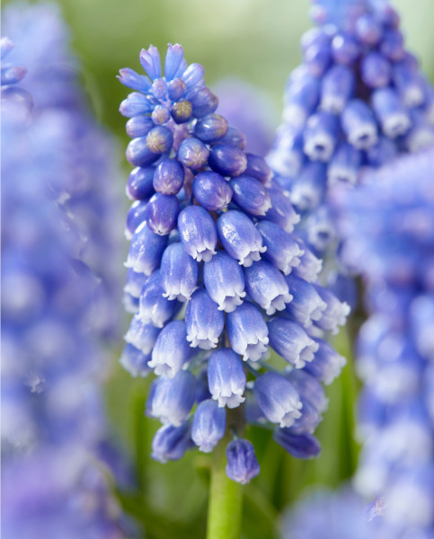 muscari