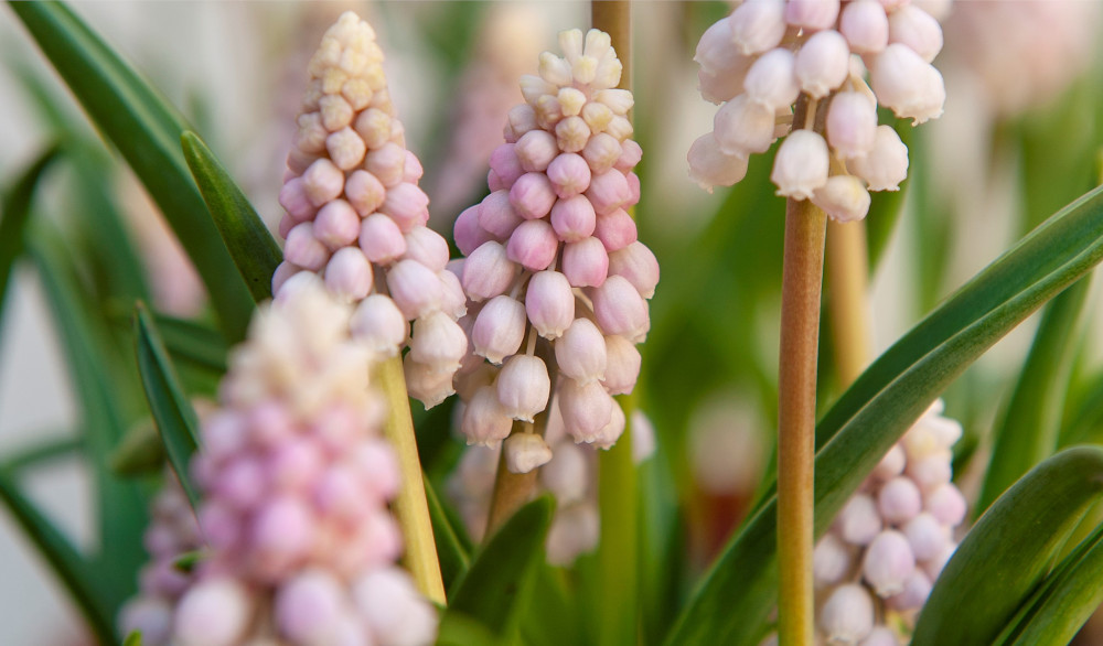 muscari 138