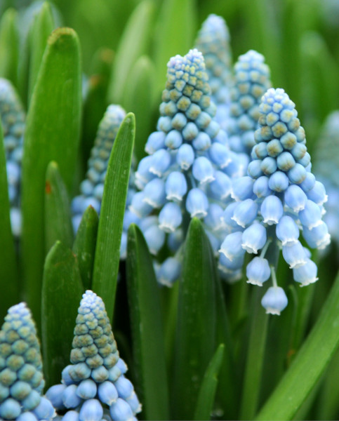 muscari
