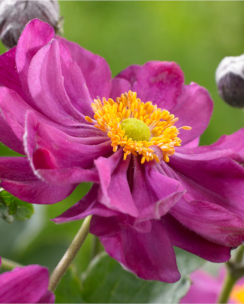 anemone