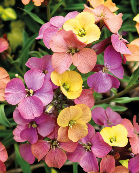 erysimum