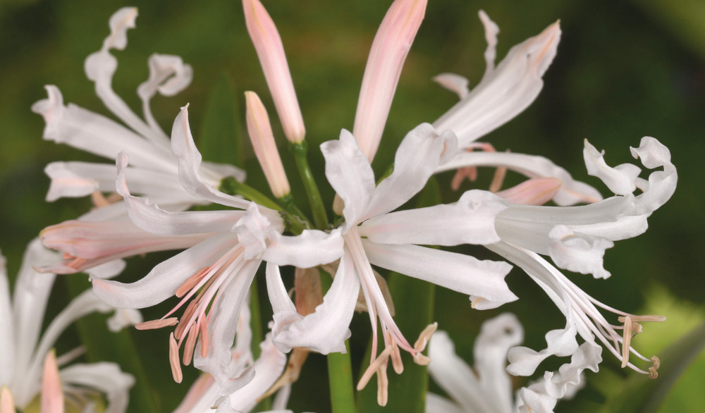 nerine