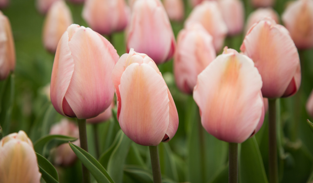 tulips