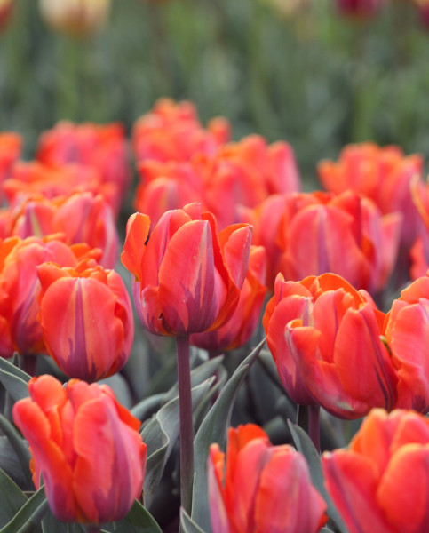 tulips