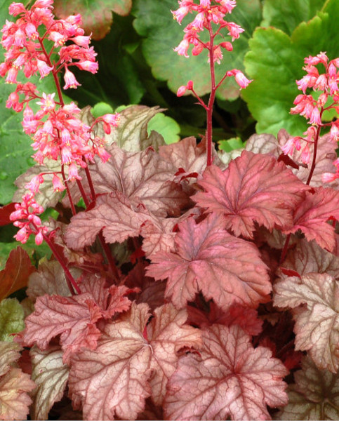heuchera