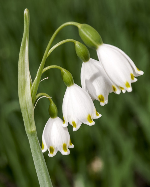 leucojum