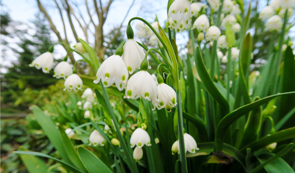 leucojum