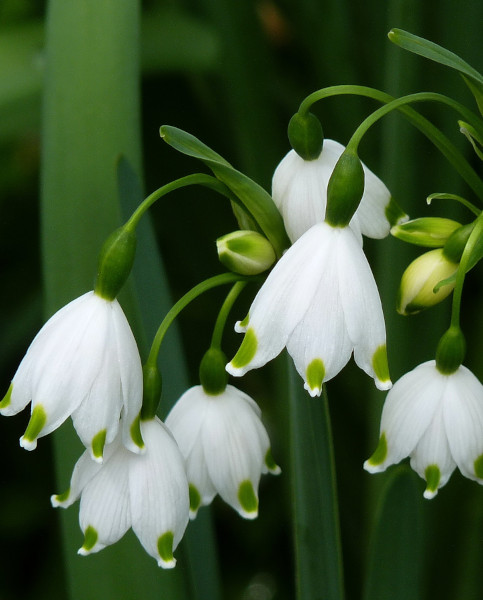 leucojum