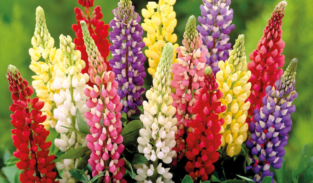 lupins