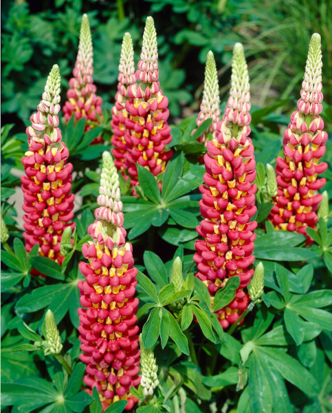 lupins