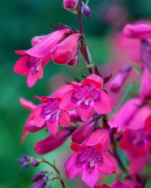 penstemon