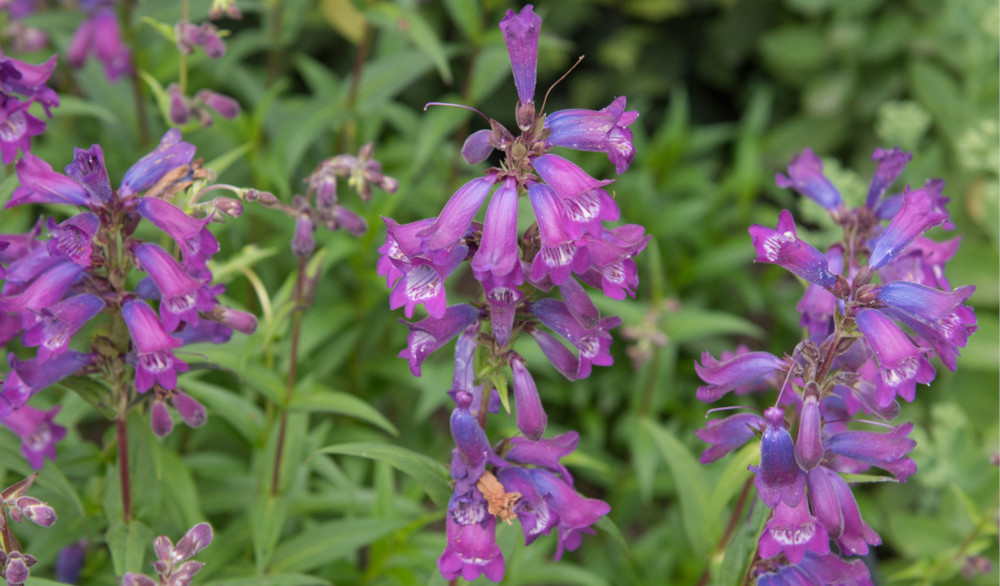 penstemon