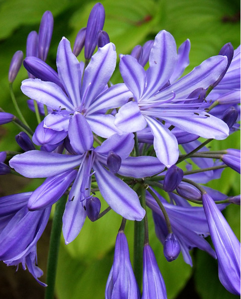 agapanthus