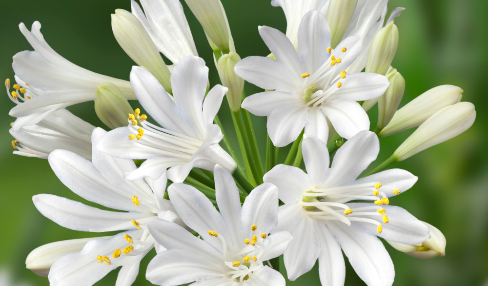 agapanthus