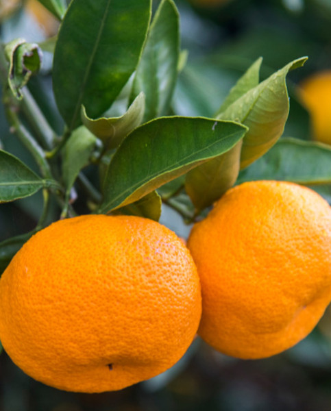 Citrus Trees