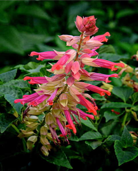 salvia