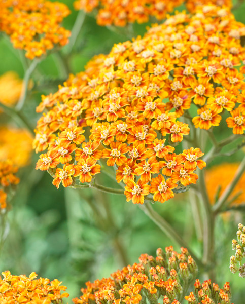 achillea