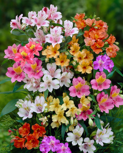 alstroemeria