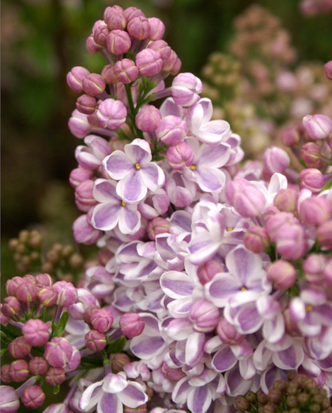 syringa