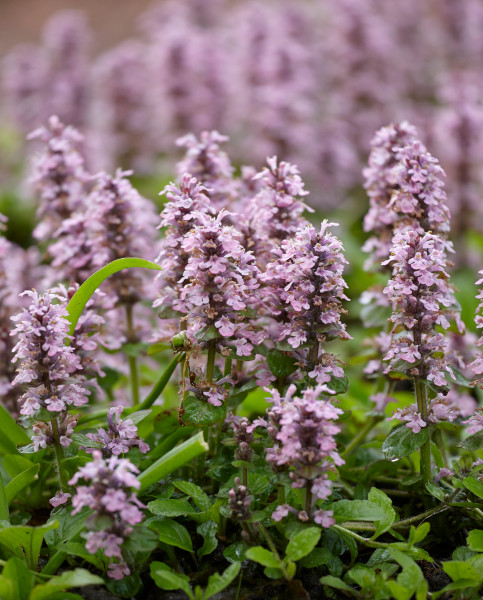 ajuga reptans