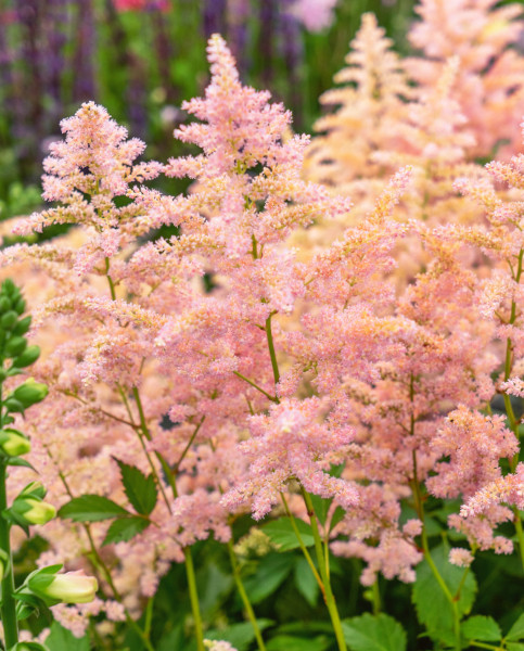 astilbe