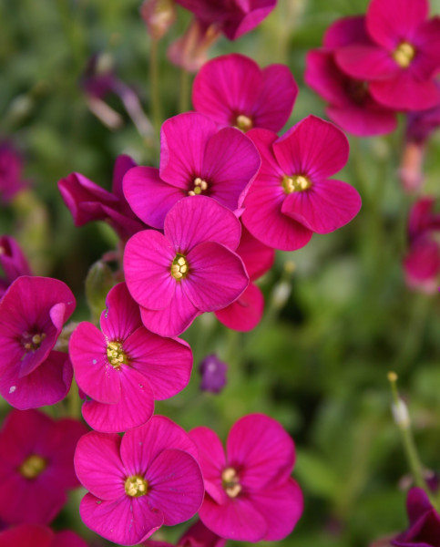 aubretia