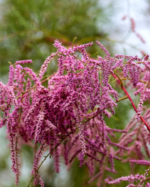 tamarix