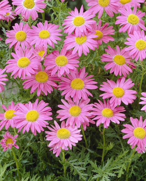 tanacetum