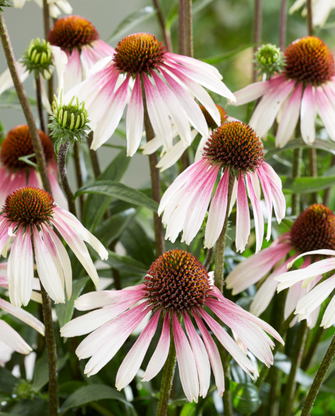 echinacea