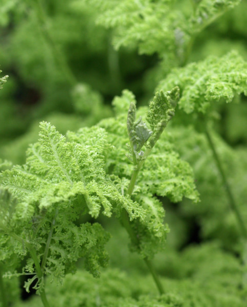 tanacetum