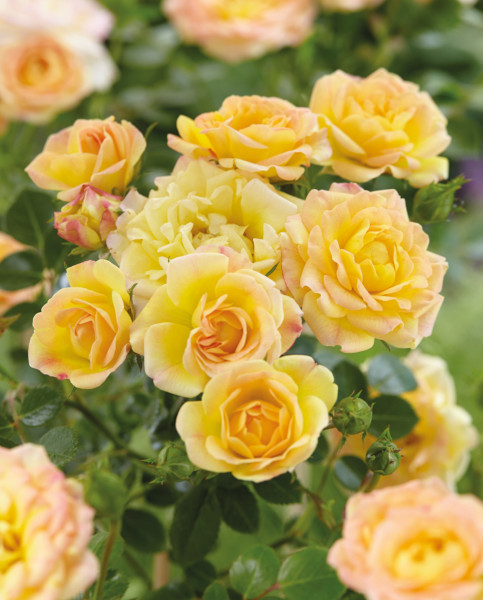 roses