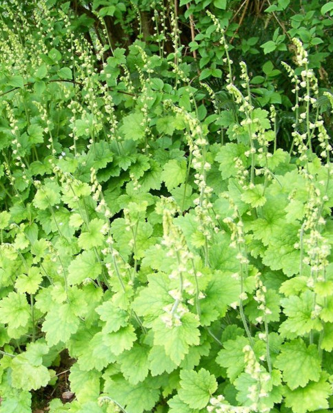 tellima