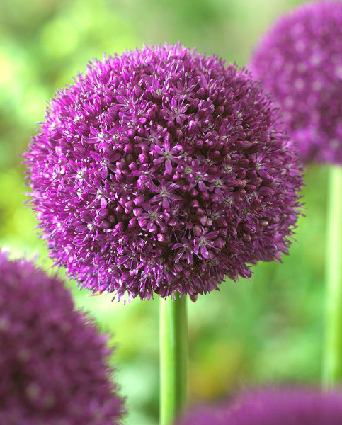 allium